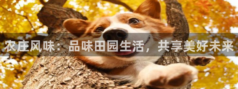 fh至尊凤凰代理