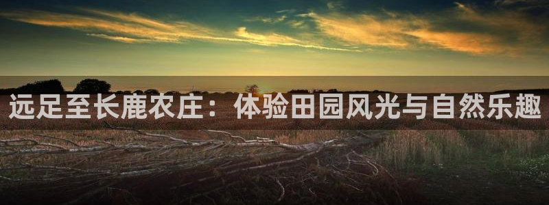 fh至尊代理